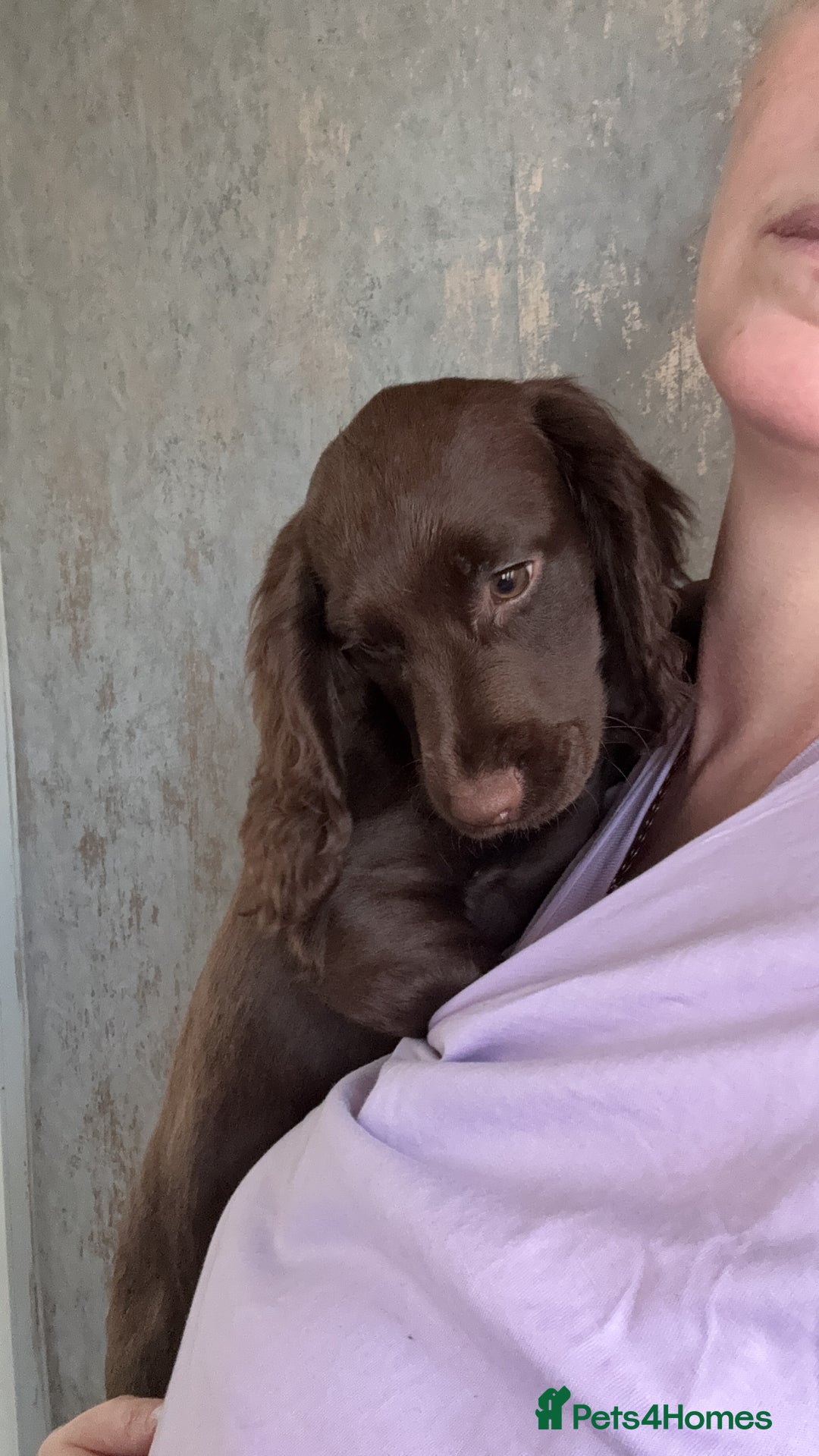 Cocker Spaniel dogs for sale: Cocker spaniel  - Advert 2