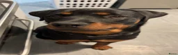 Rottweiler dogs for sale: Free for rehoming  - Advert 7