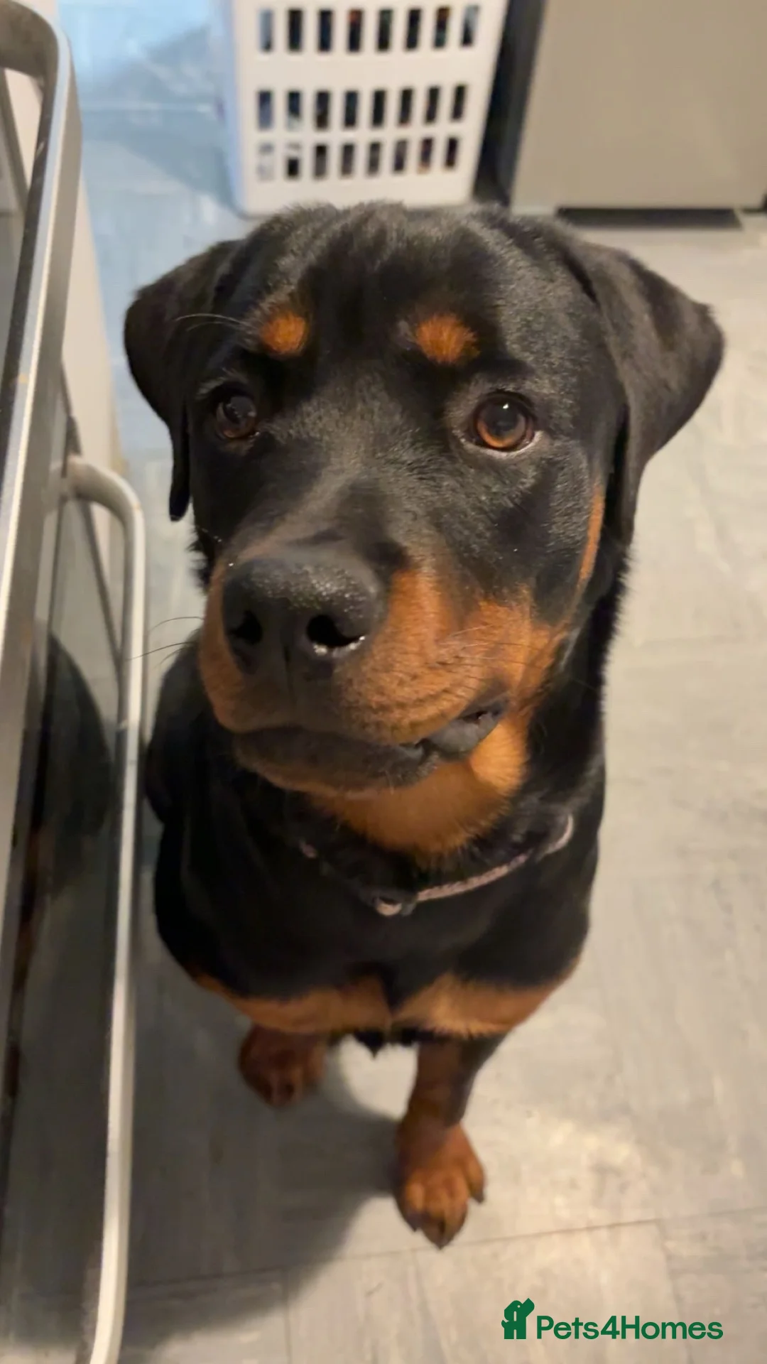 Rottweiler dogs for sale: Free for rehoming  - Advert 7