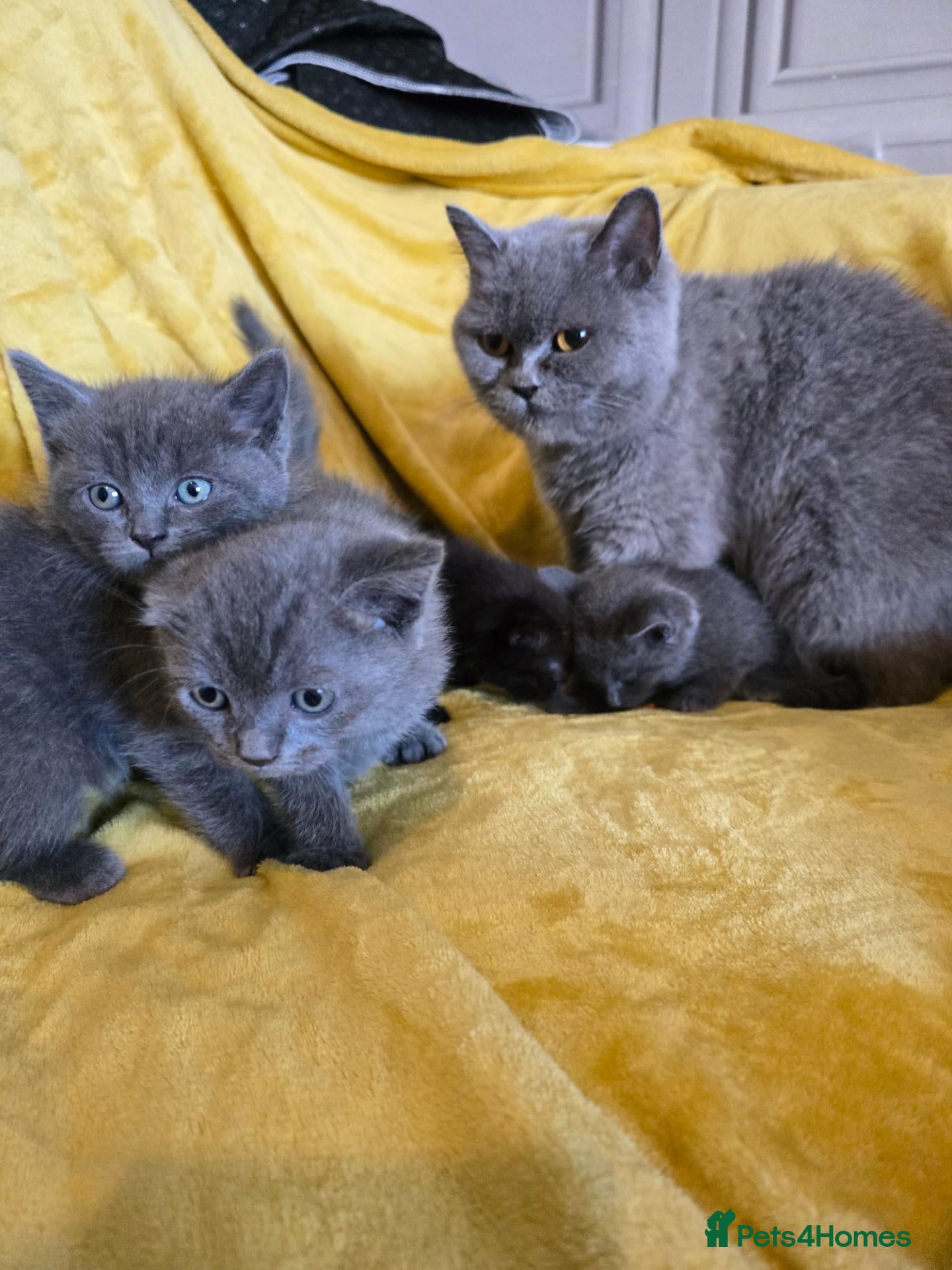 British Shorthair cats Gorgeous half British shorthair kittens  - Advert 2