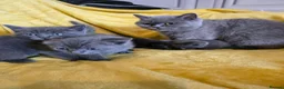 British Shorthair cats for sale: Gorgeous half British shorthair kittens  - Advert 2