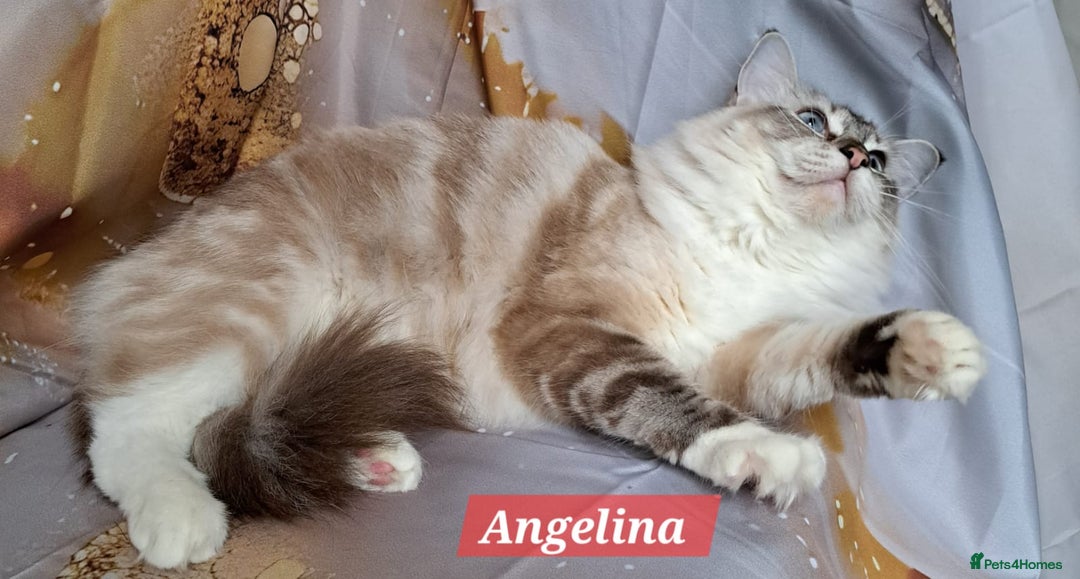 Ragdoll cats for sale: Exceptional bloodlines Ragdolls 💞💞 - Image 10