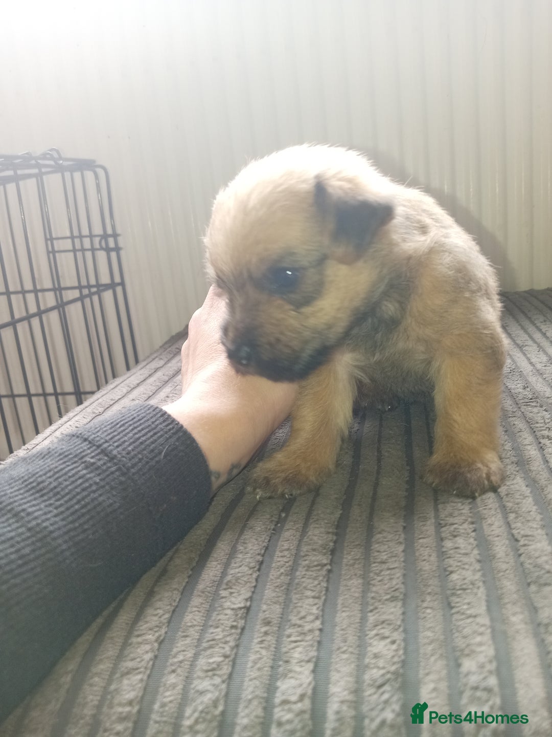 Mixed Breed dogs for sale: Patterdale mix - Image 7