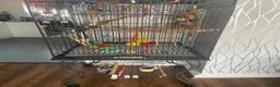 Conures birds for sale: Friendly conure for sale in Walsall - Advert 3