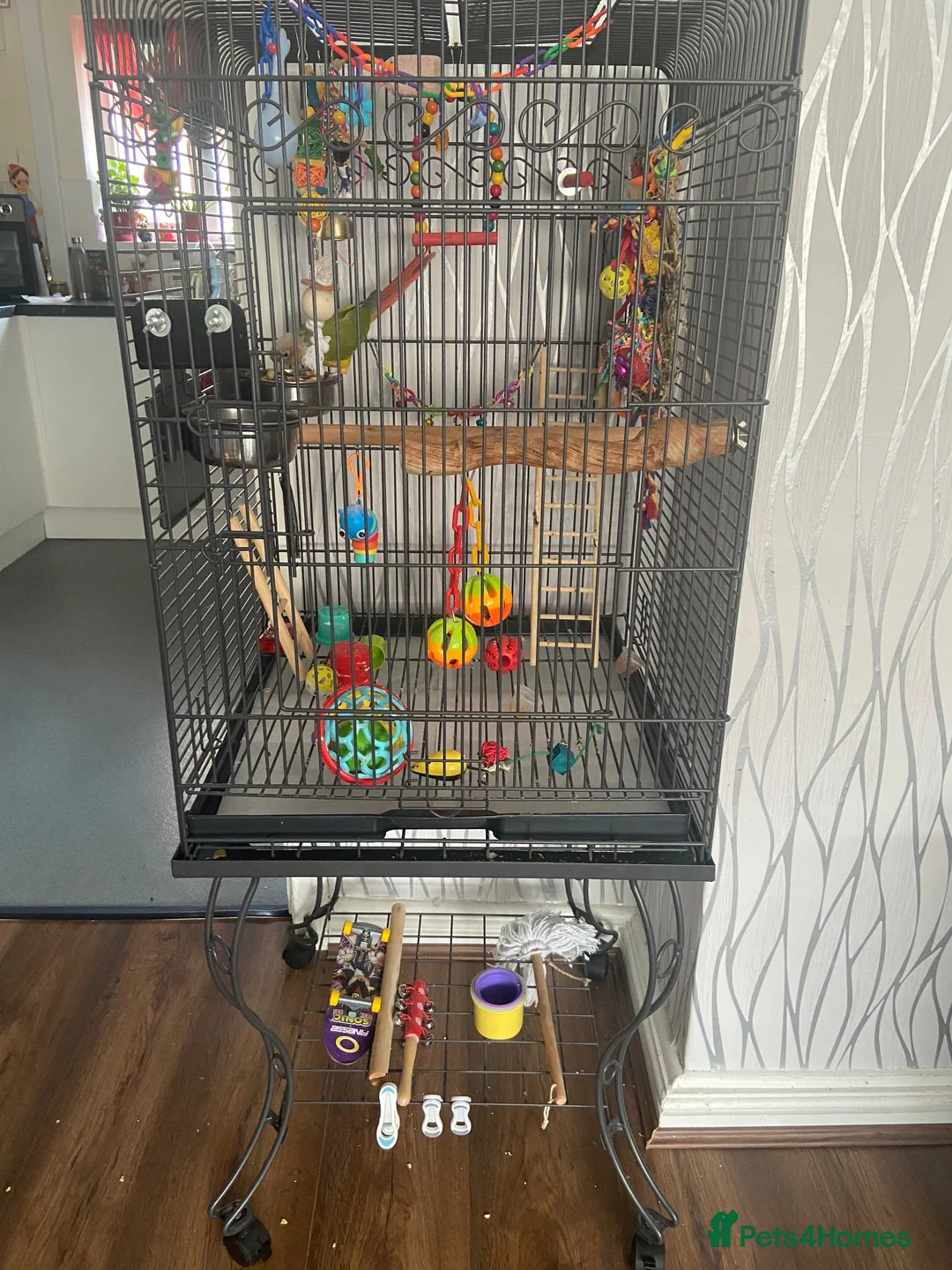 Conures birds for sale: Friendly conure for sale in Walsall - Advert 3