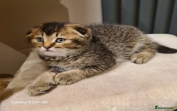 Scottish Fold cats for sale: Scottish fold/straight looking for home  - Image 26