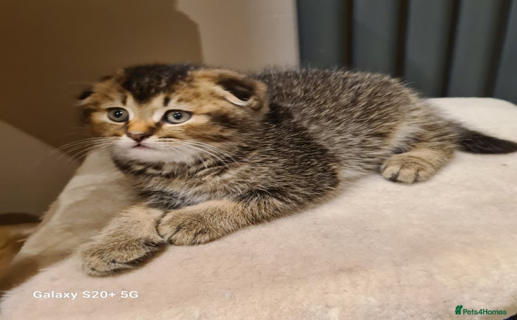 Scottish Fold cats - Advert 12