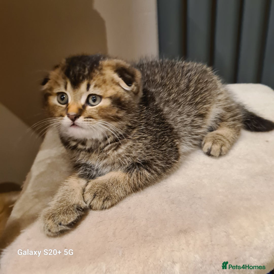 Scottish Fold cats for sale: Scottish fold/straight looking for home  - Image 26