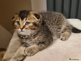 Scottish Fold cats - Advert 17