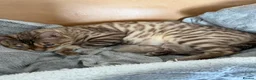 Bengal cats for sale: Champion bloodlines TICA Registered Bengal Kitten  - Advert 8