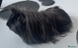 Guinea Pig rodents for sale: Male guinea pig 8 months  - Image 2