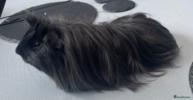 Guinea Pig rodents - Advert 8