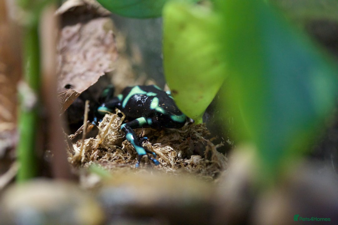 Frog reptiles for sale: DART FROGS for re-homing. - Image 5