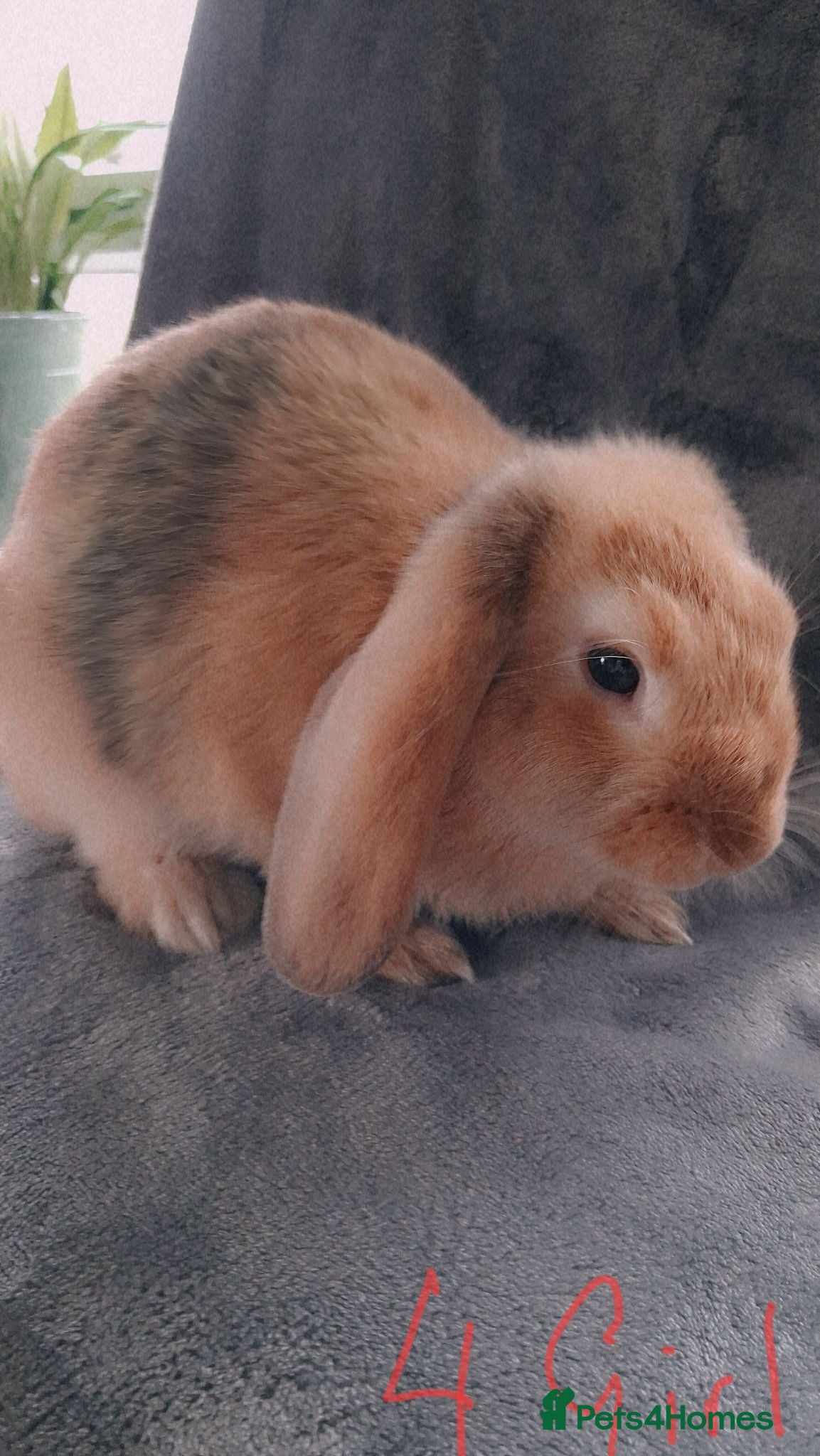 French Lop rabbits French lop x plush mini lop  - Advert 9