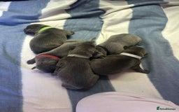 Mixed Breed dogs for sale: Blue staffy x classic bully Puppies 🐶 💙  - Image 8