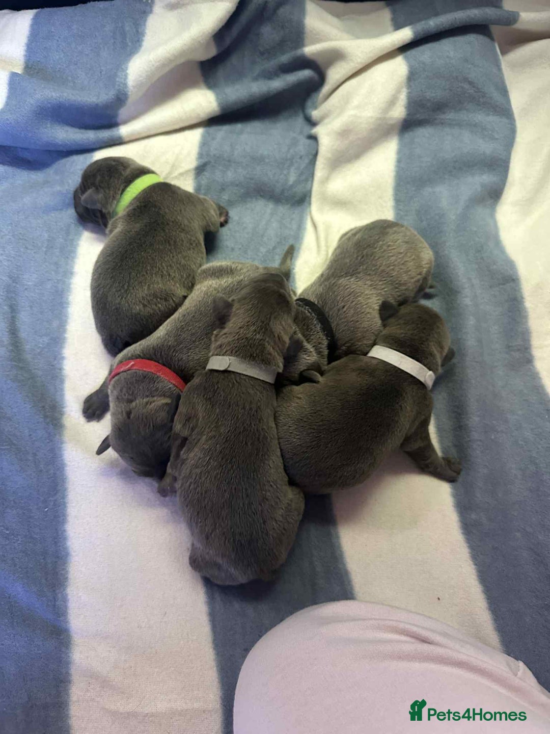 Mixed Breed dogs for sale: Blue staffy x classic bully Puppies 🐶 💙  - Image 8