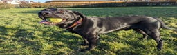 Labrador Retriever dogs for stud: Black Labrador for stud - North West - Proven stud in Saint Helens - Advert 20