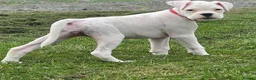 Boxer dogs for sale: READY NOW! Quality White KC Reg Boxer Puppies - Advert 5