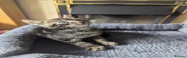 Mixed Breed Kitten 3