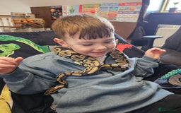 Python Snake reptiles for sale: Python snake + viv/set up - Image 3