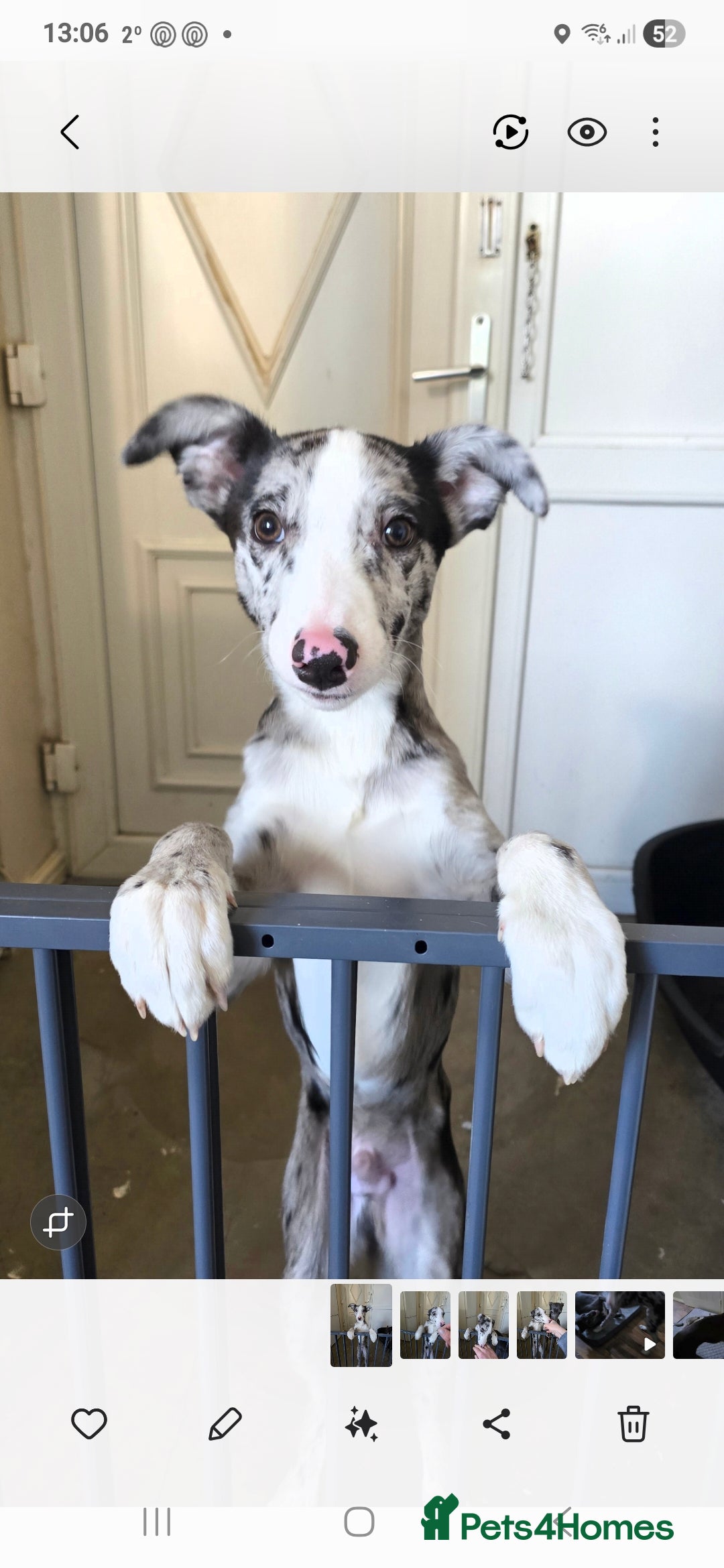Mixed Breed dogs for sale: Collie whippet  - Advert 2