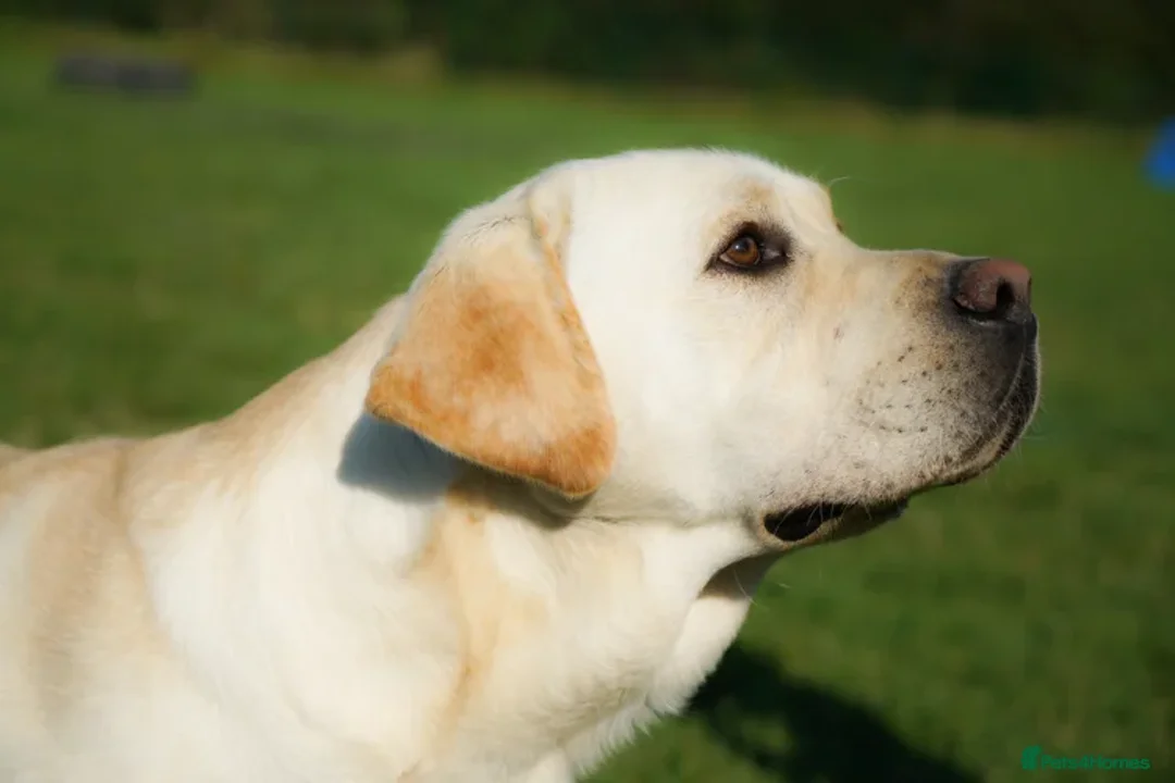 Labrador Retriever dogs for sale: Full Show & Fully health Tested Stud - Advert 14