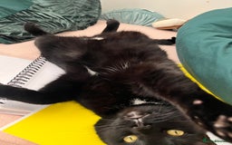 Bombay cats for sale: Ozzy needs a loving family! - Image 3