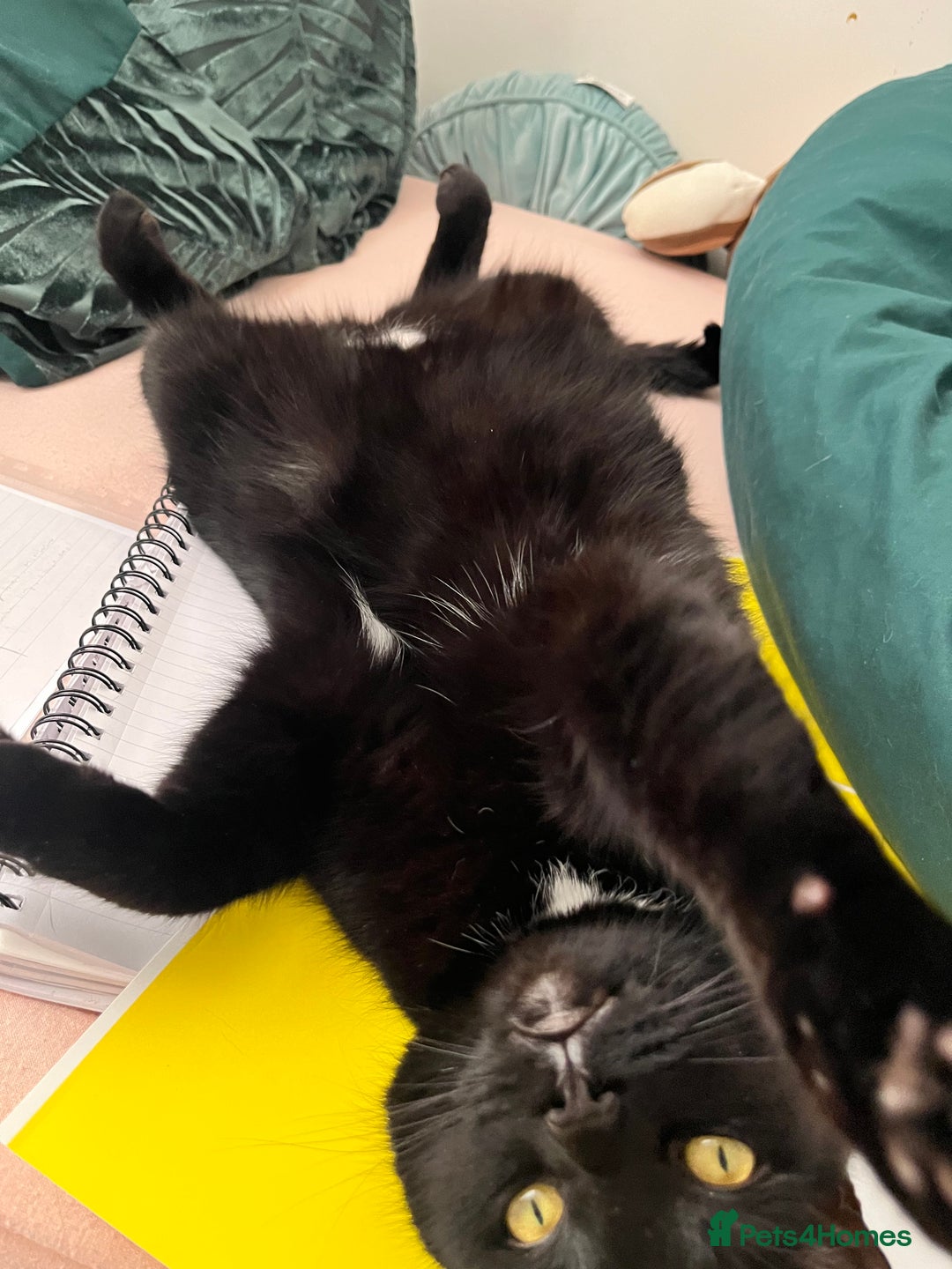 Bombay cats for sale: Ozzy needs a loving family! - Image 3