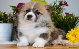 Welsh Corgi Pembroke dogs for sale: Welsh Corgi (Pembroke) - Image 13