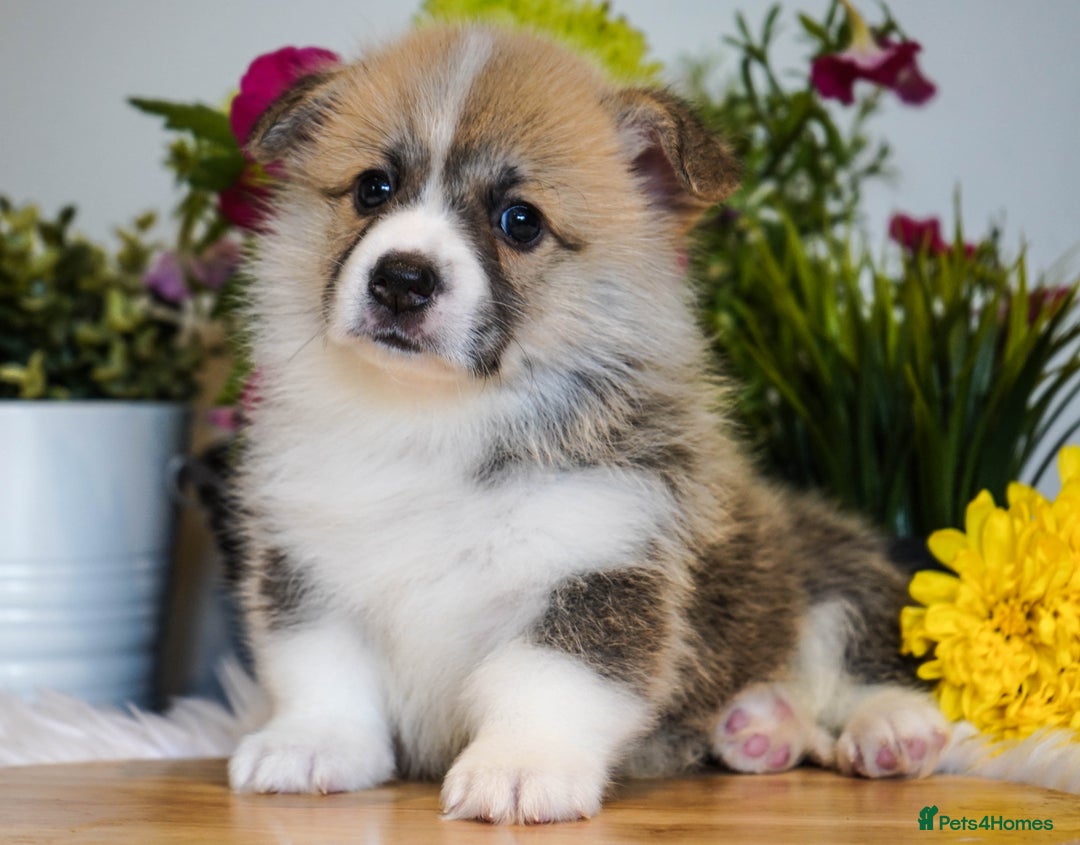 Welsh Corgi Pembroke dogs for sale: Welsh Corgi (Pembroke) - Image 13