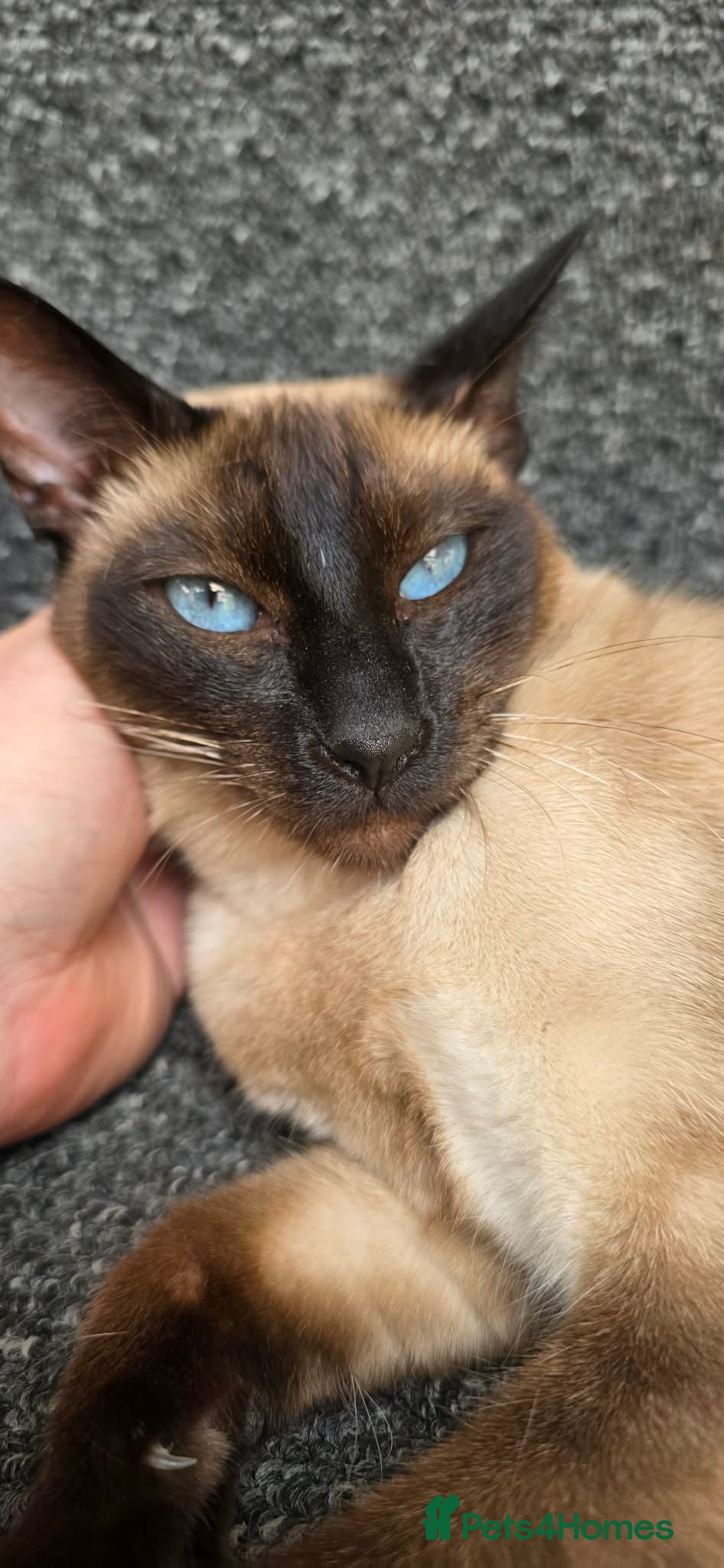 Siamese cats GCCF Seal Point Siamese Queen for Sale - Advert 11