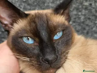 Siamese cats GCCF Seal Point Siamese Queen for Sale - Advert 11