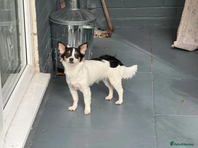 Mixed Breed dogs for sale: Chihuahua / Papillon mix. Female. - Advert 1