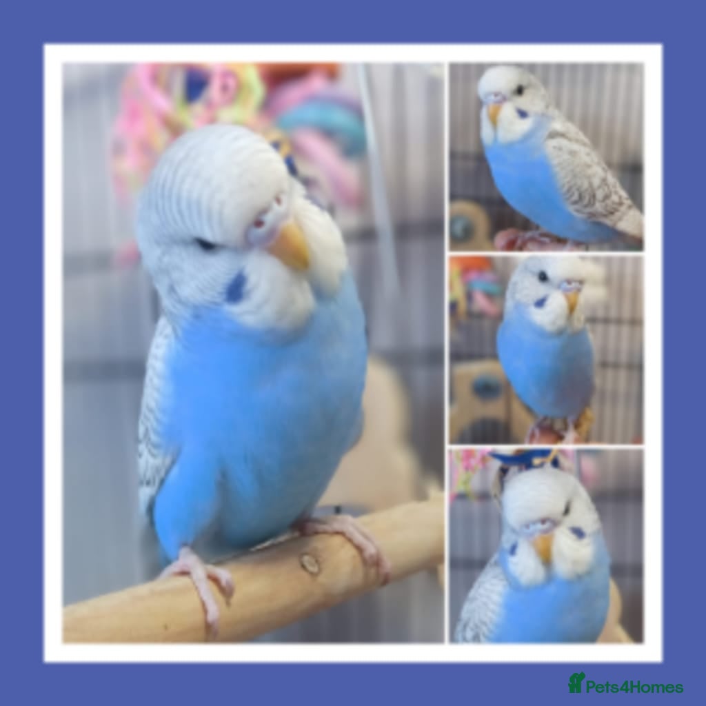 Budgerigars birds Pet baby budgies priced between £50-£70 - Advert 1