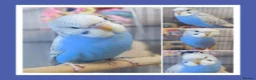 Budgerigars birds for sale: Pet baby budgies priced from £50 - Advert 1