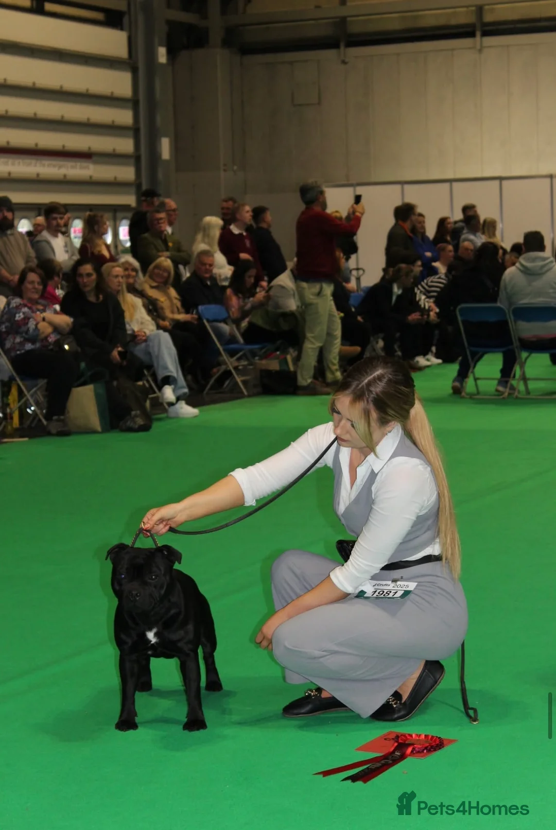 Staffordshire Bull Terrier dogs for stud: THE ONLY VALGLO STUD- VALGLO TOP GUN -BLUE CARRIER in Dudley - Advert 6