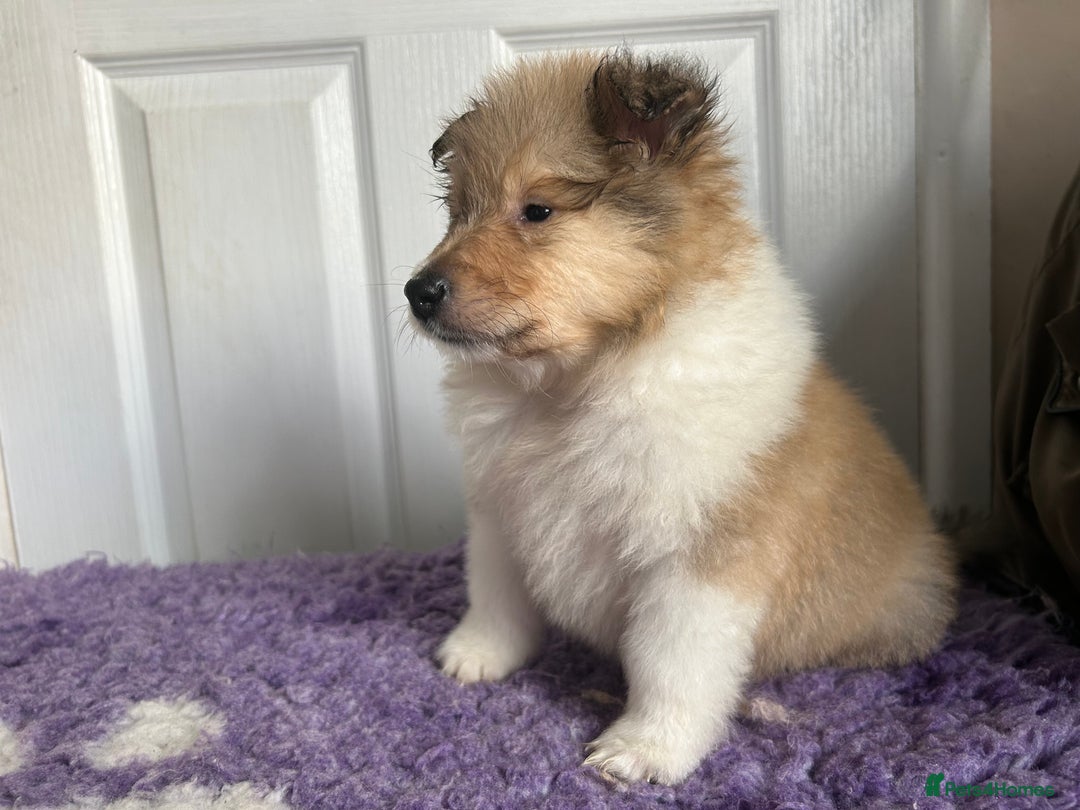 Rough Collie dogs for sale: Rough Collie Puppies  - Advert 4