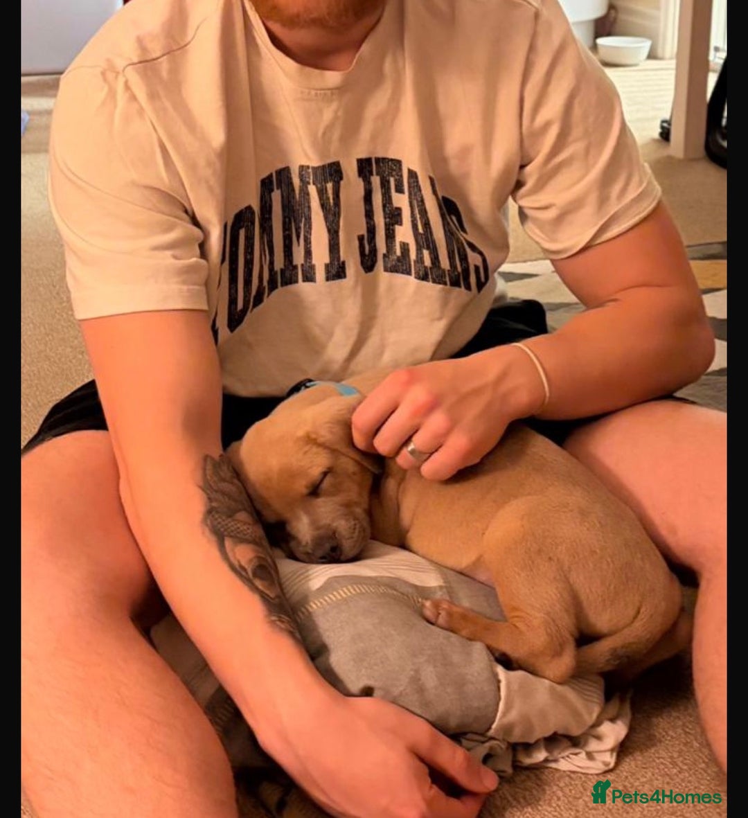 Mixed Breed dogs for sale: Service dog trainee puppy ACE :)  - Advert 3