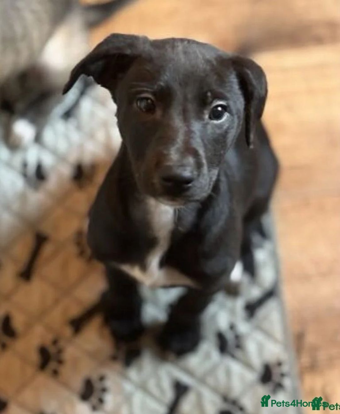 Mixed Breed dogs for sale: Greyhound Cross Staffy - Image 6