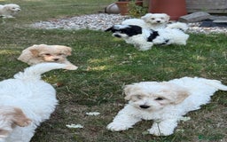 Maltipoo dogs for sale: 🌟 READY NOW 🌟 F1 Maltipoos  - Image 19