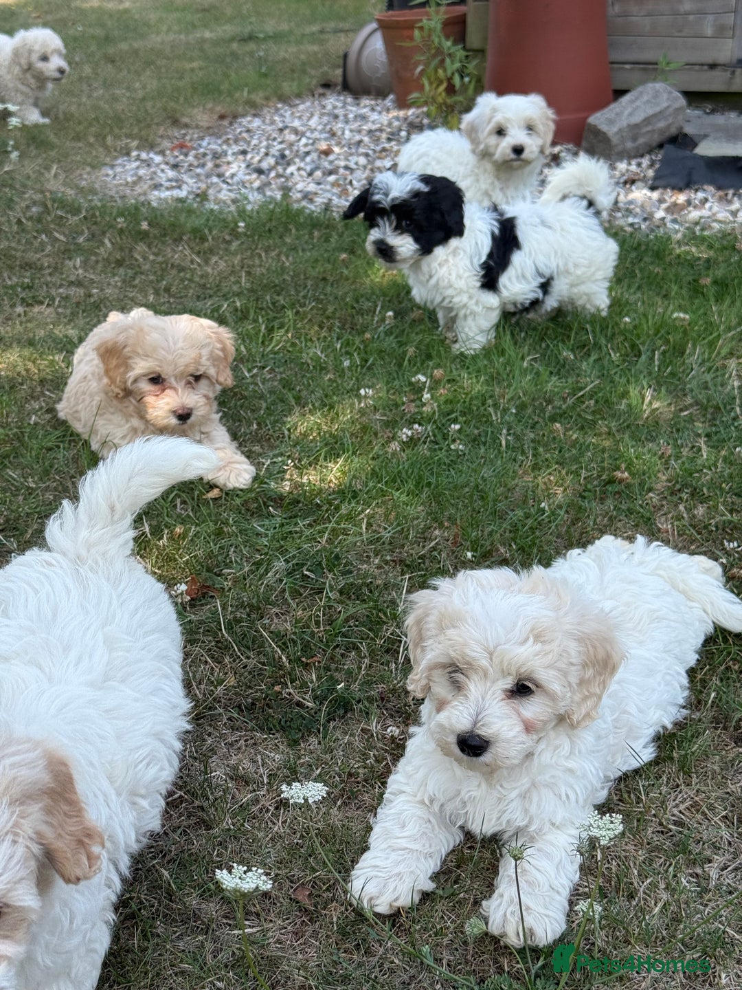 Maltipoo dogs for sale: 🌟 READY NOW 🌟 F1 Maltipoos  - Image 19