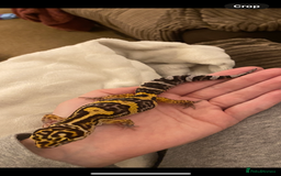 Leopard Gecko reptiles for sale: Leopard gecko for rehome  - Advert 2