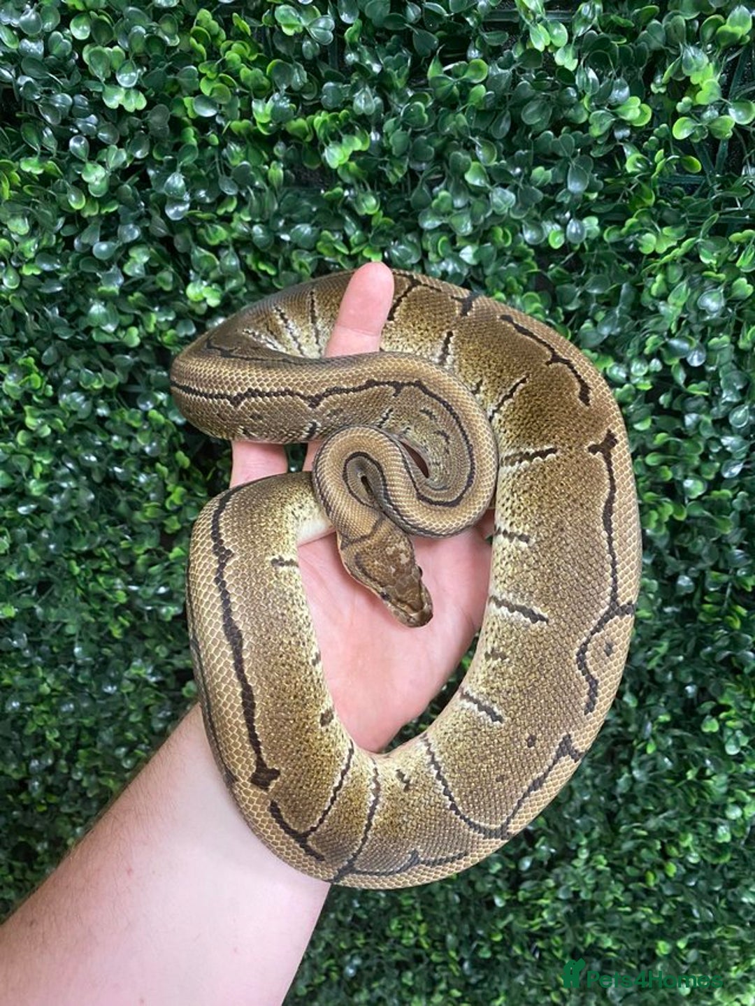 Python Snake reptiles for sale: Royal Pythons at Viperia Exotics - Image 4