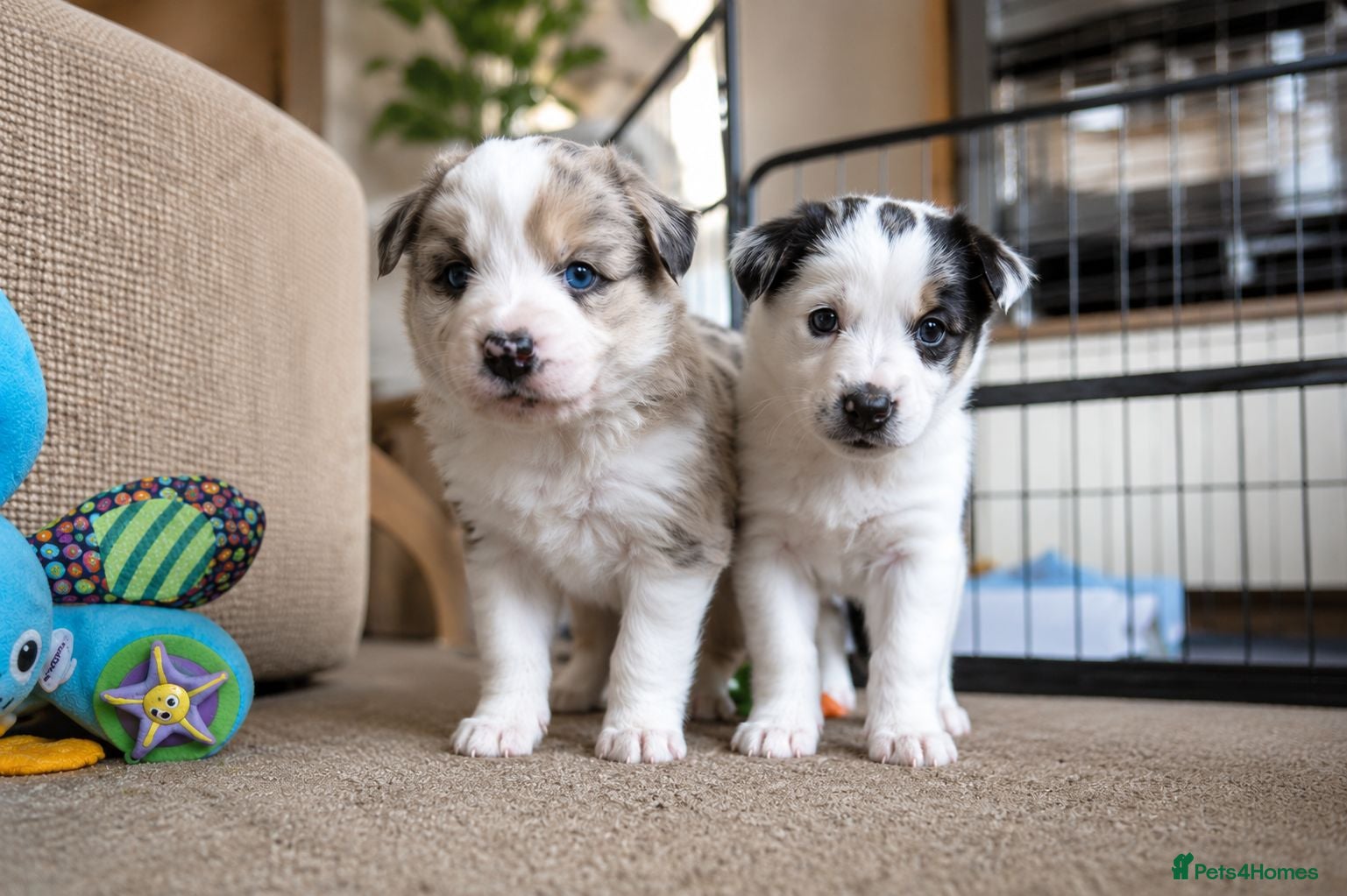 Mixed Breed dogs Beardie border x blue merle and tri coloured - Advert 11