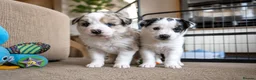 Mixed Breed dogs for sale: Beardie border x blue merle and tri coloured - Advert 1