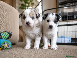 Mixed Breed dogs Beardie border x blue merle and tri coloured - Advert 7