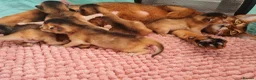 Abyssinian cats for sale: Abyssinian kittens in Scunthorpe - Advert 11