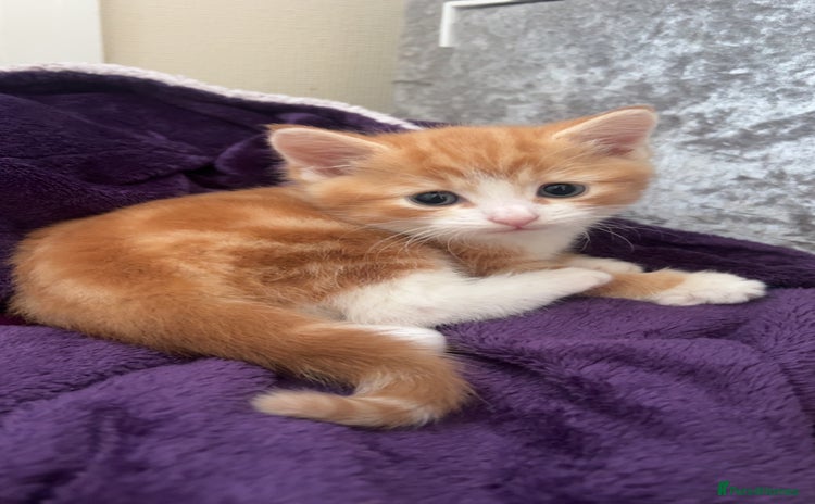 Mixed Breed cats - Advert 4