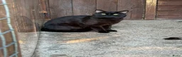 Mixed Breed cats for sale: Adult mixed breed  - Advert 2
