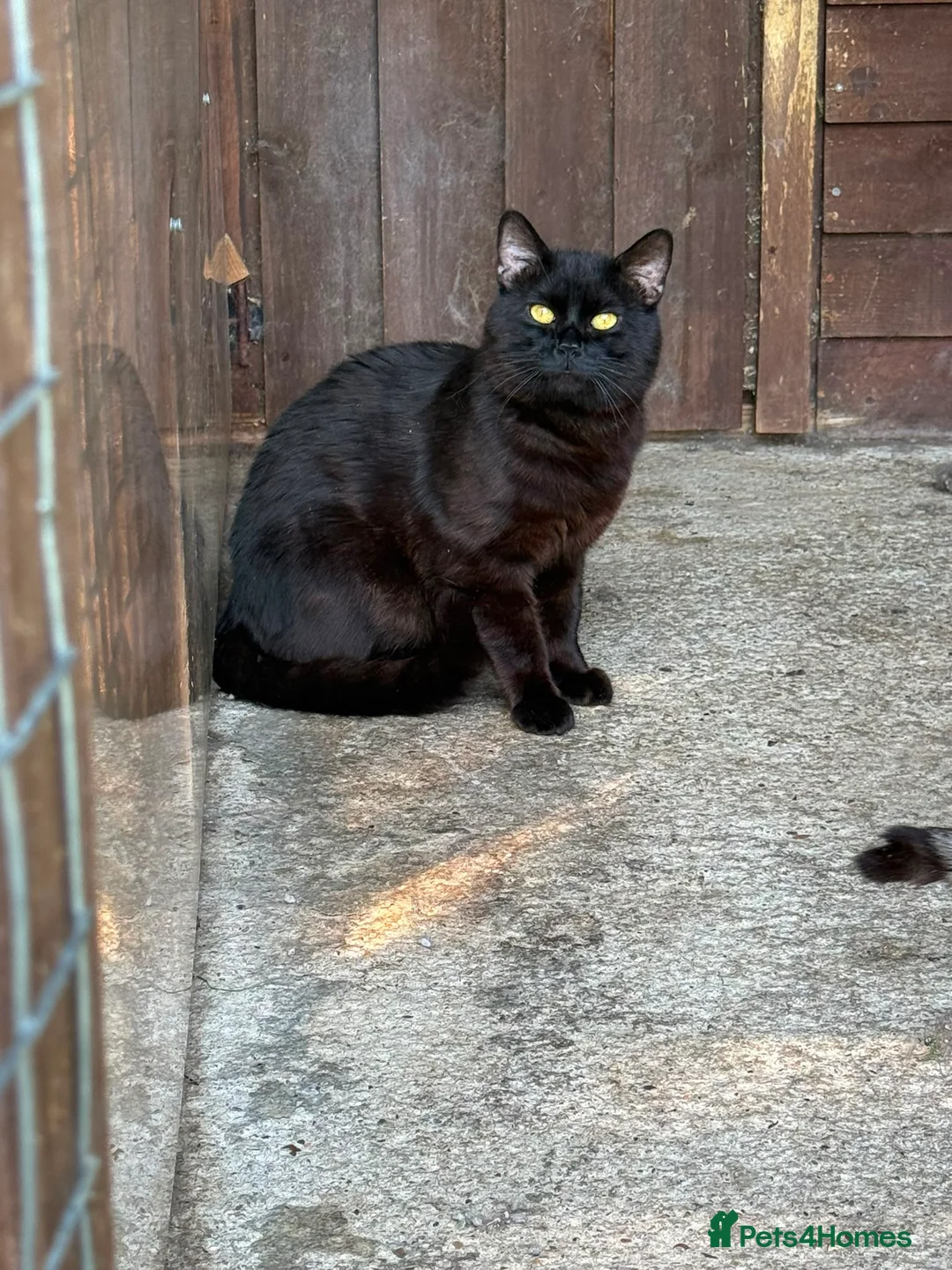 Mixed Breed cats for sale: Adult mixed breed  - Advert 2